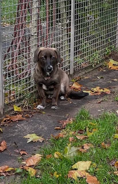 Taiga, female Mixed Breed for adoption at Tierheim Gütersloh, Gütersloh