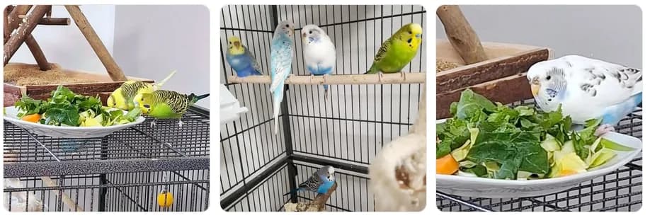 Eine kleine Gruppe mit 5 Wellensittichen sucht ein neues artgerechtes Zuhause., Mixed Breed for adoption at Tierschutzverein Hagen, Hagen