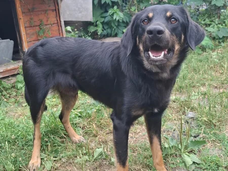 Jake, German Shepherd for adoption at Tierheim Halle, Halle