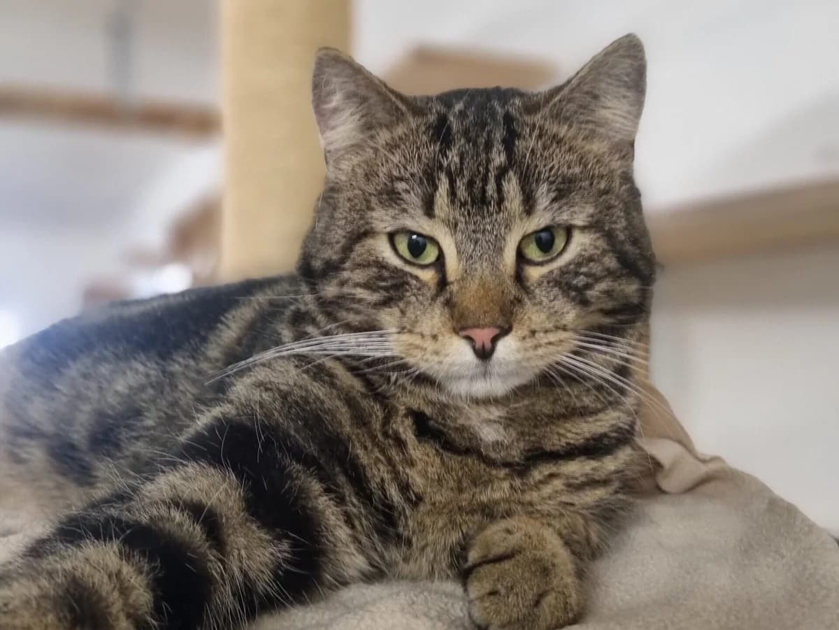 Taavi – Pflegestelle gesucht!, Domestic Shorthair for adoption at Tierheim Halle, Halle