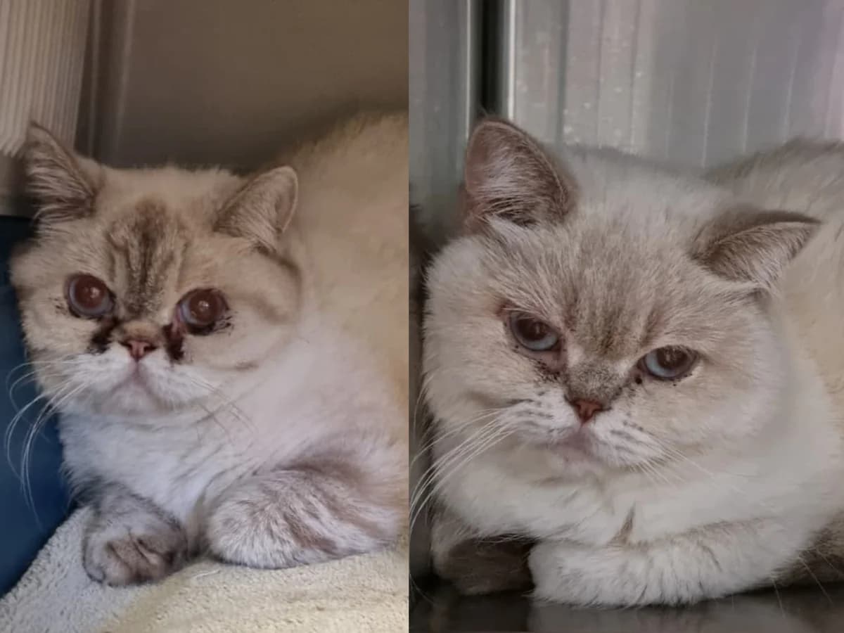 Tummi & Toadie, creme female 5yo British Shorthair for adoption at Hamburger Tierschutzverein, Hamburg