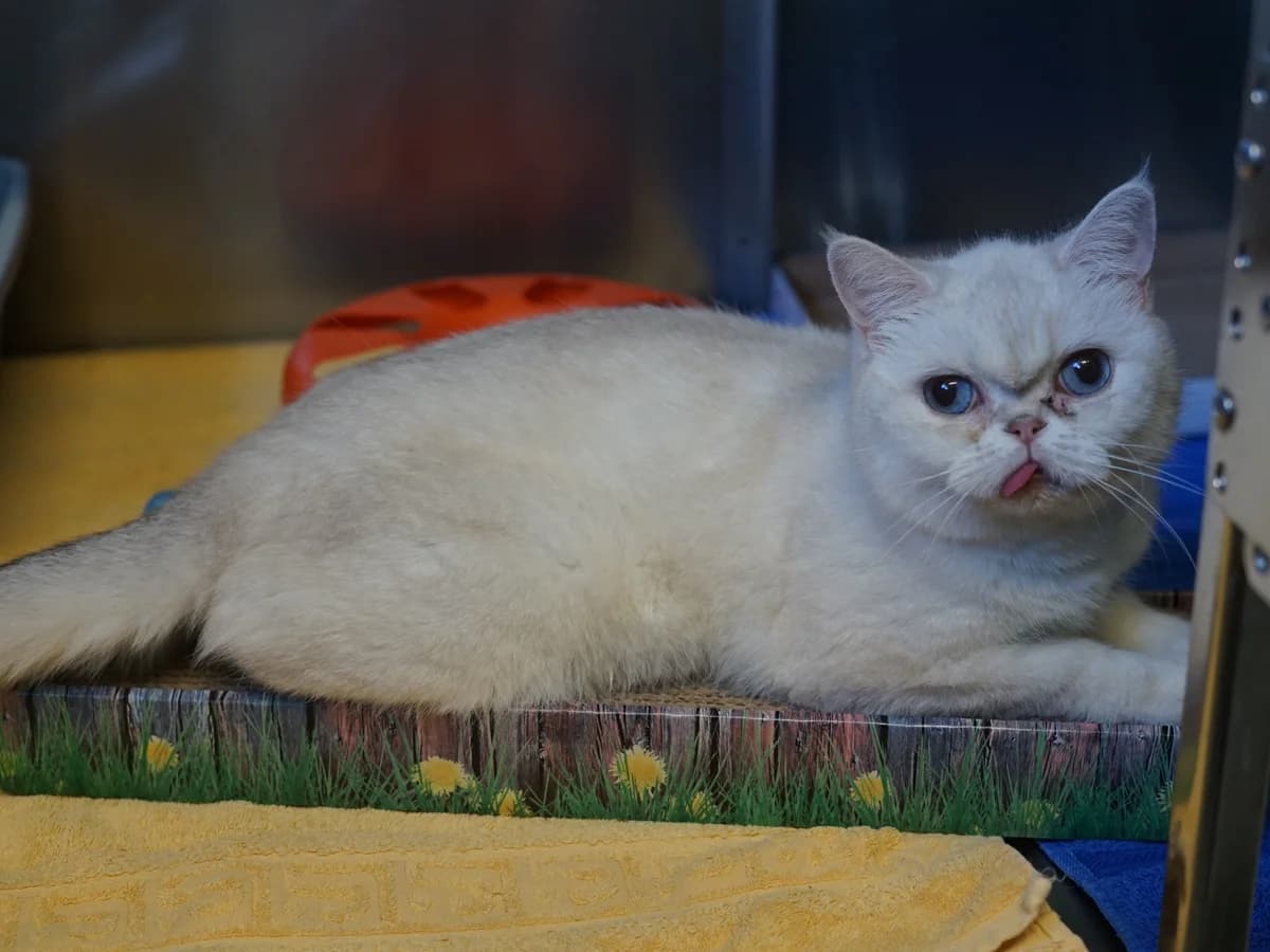 Grammi, grau female 7yo British Shorthair for adoption at Hamburger Tierschutzverein, Hamburg