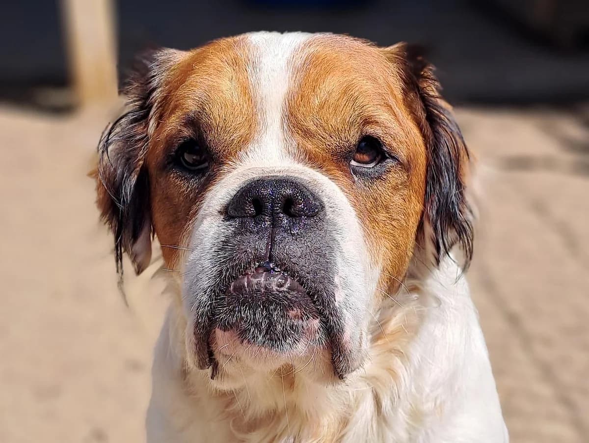 Timo, weiß, mit braunen und wenigen schwarzen Abzeichen male 3yo Mixed Breed for adoption at Hamburger Tierschutzverein, Hamburg