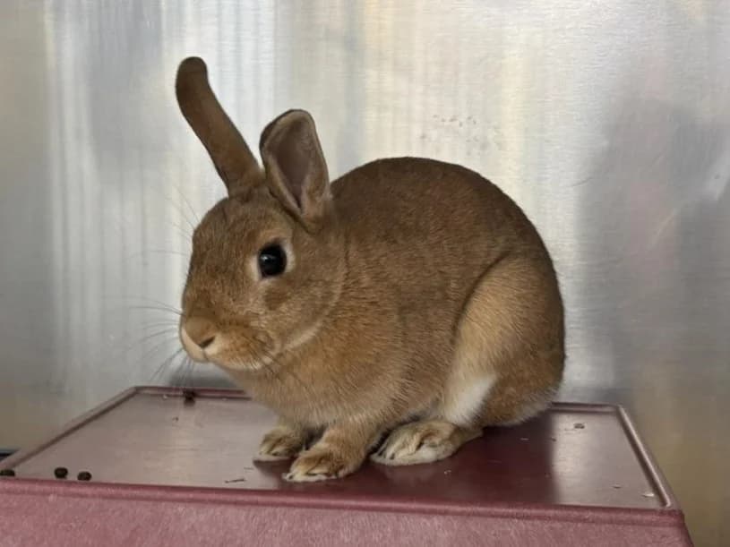 Sasu, braun-rot female mixed breed for adoption at Tierheim Hamburg, Hamburg