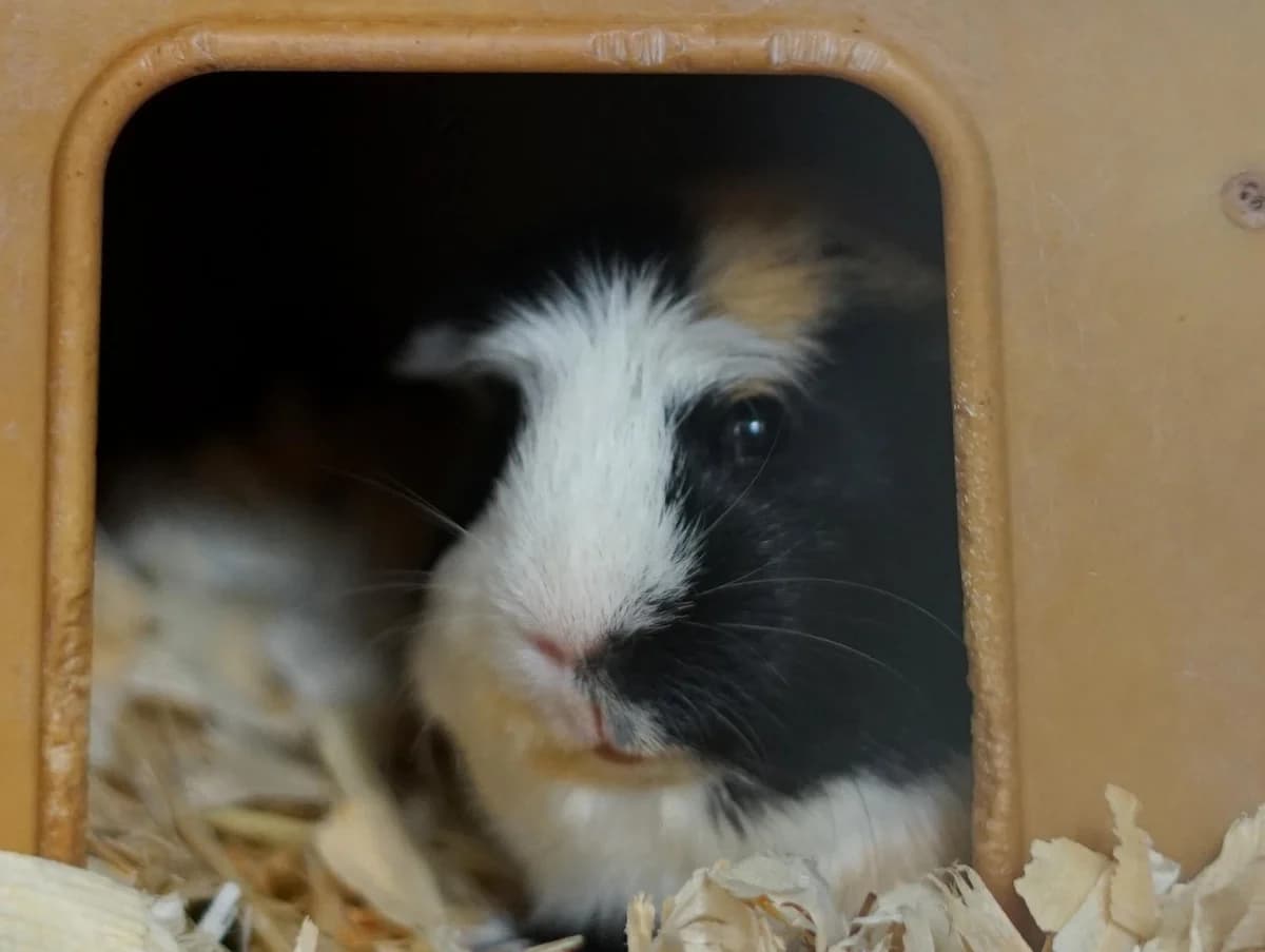 Keks, dreifarbig male young mixed breed for adoption at Tierheim Hamburg, Hamburg
