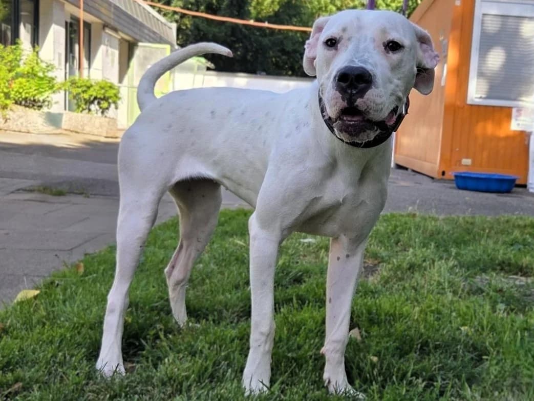 Dora, weiß female young Dogo Argentino for adoption at Tierheim Hamburg, Hamburg