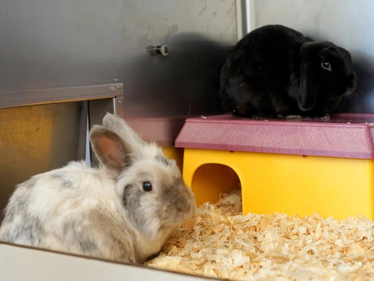 Smokey & Buddy, weiß-grau (Smokey); schwarz (Buddy) male 6yo Mixed Breed for adoption at Tierheim Hamburg, Hamburg