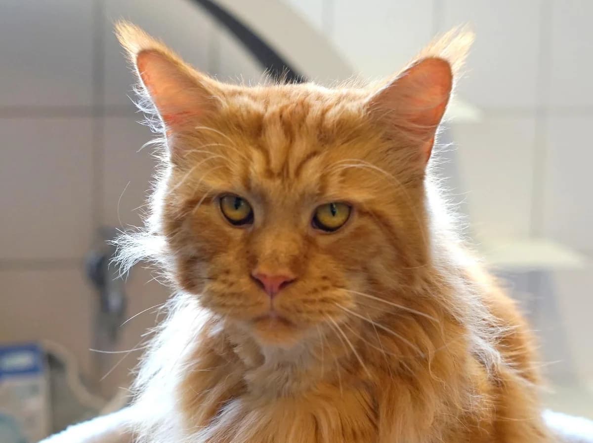 Zeus, rot getigert male 6yo Maine Coon for adoption at Hamburger Tierschutzverein, Hamburg