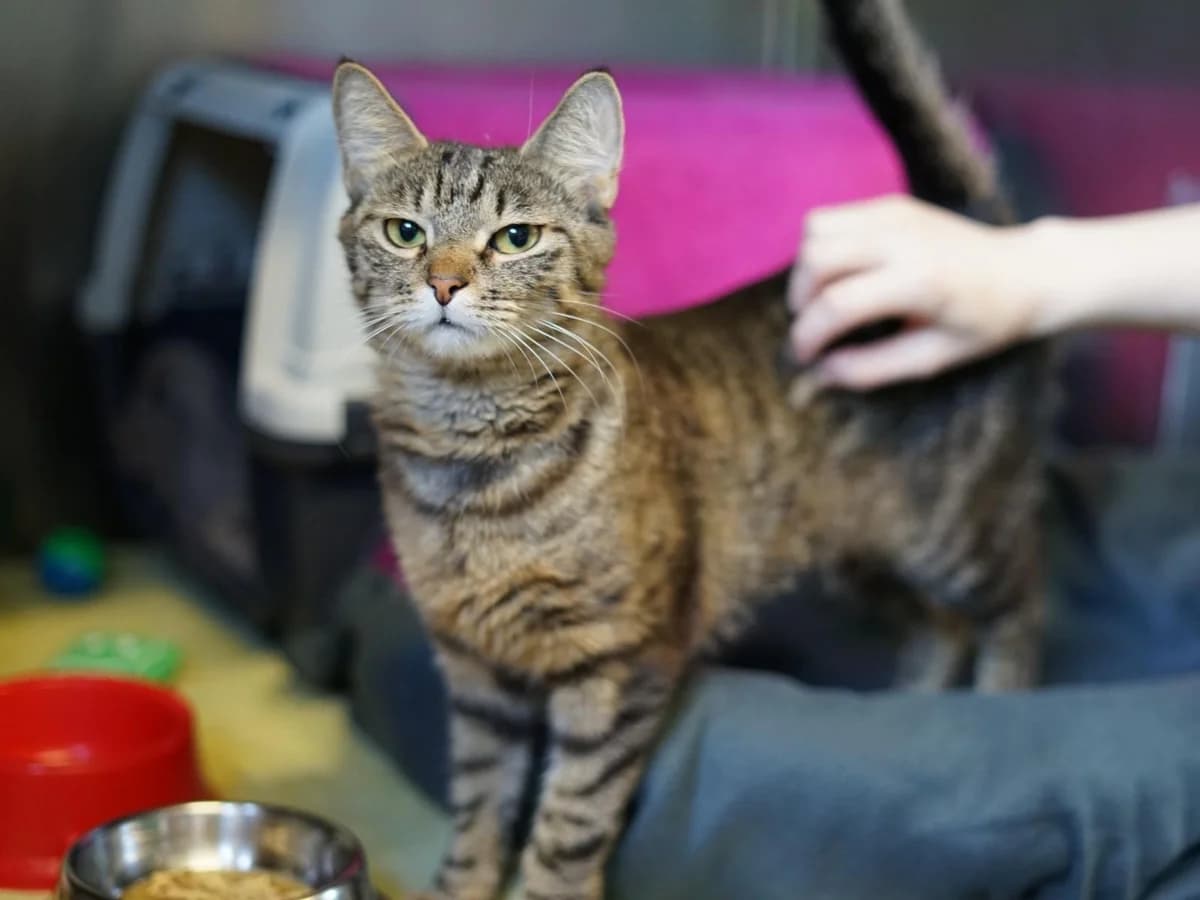 Princess, schwarz-braun getigert female young mixed breed for adoption at Hamburger Tierschutzverein, Hamburg