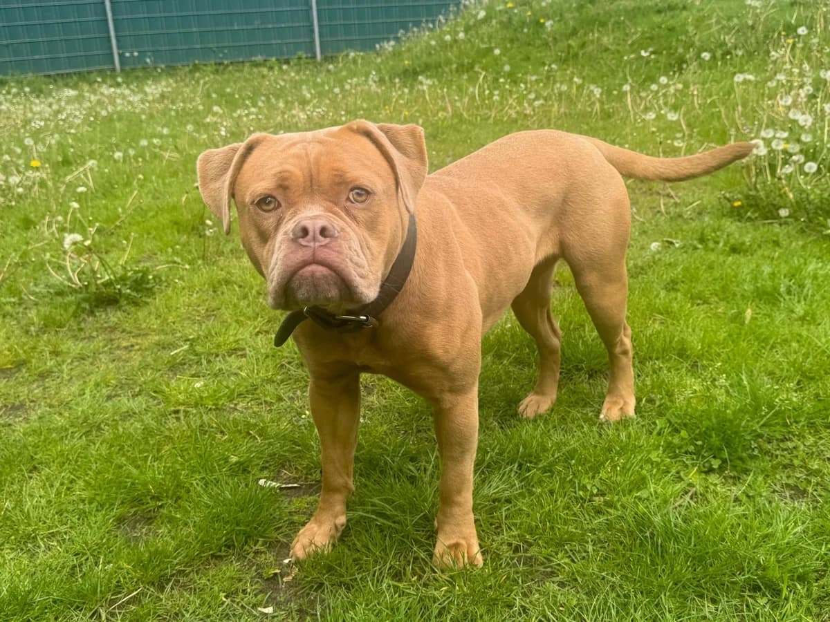 Emmy, Choco Fawn female young English Bulldog for adoption at Tierheim Hamburg, Hamburg