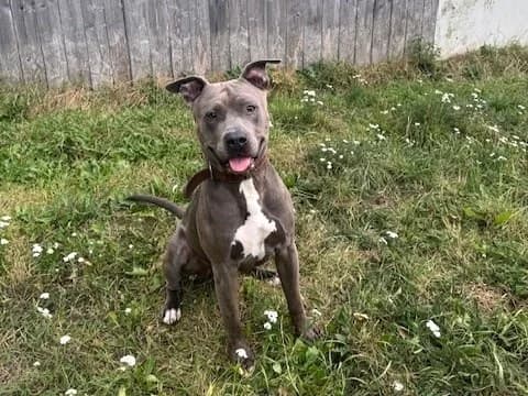Chapo, grau mit weißen Abzeichen male 4yo American Staffordshire Terrier for adoption at Tierheim Hamburg, Hamburg