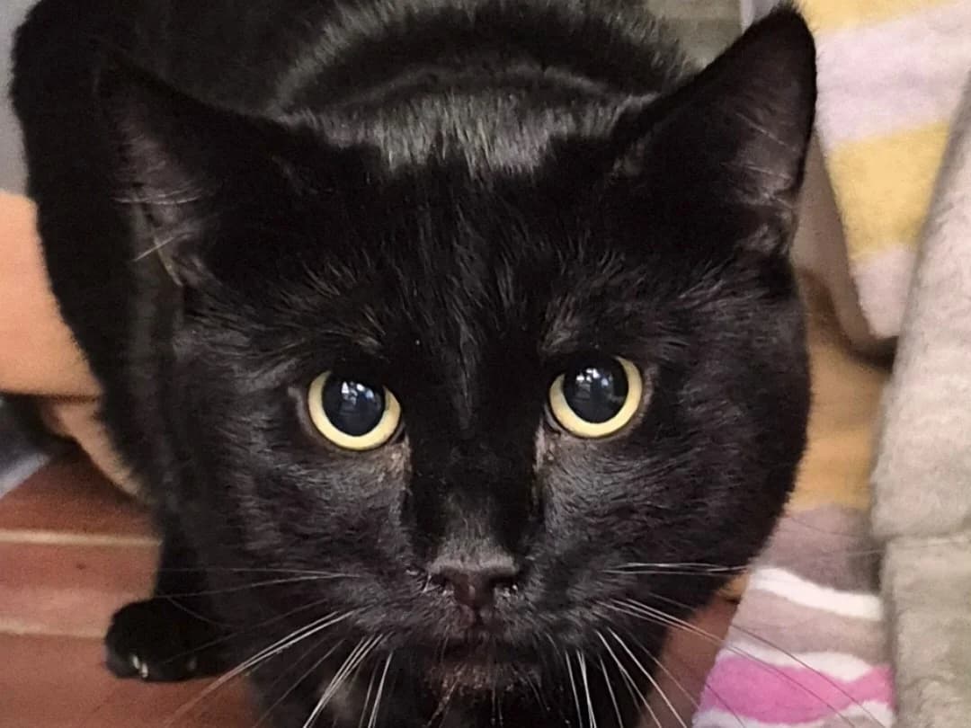 Muffin, schwarz male 5yo mixed breed for adoption at Hamburger Tierschutzverein, Hamburg