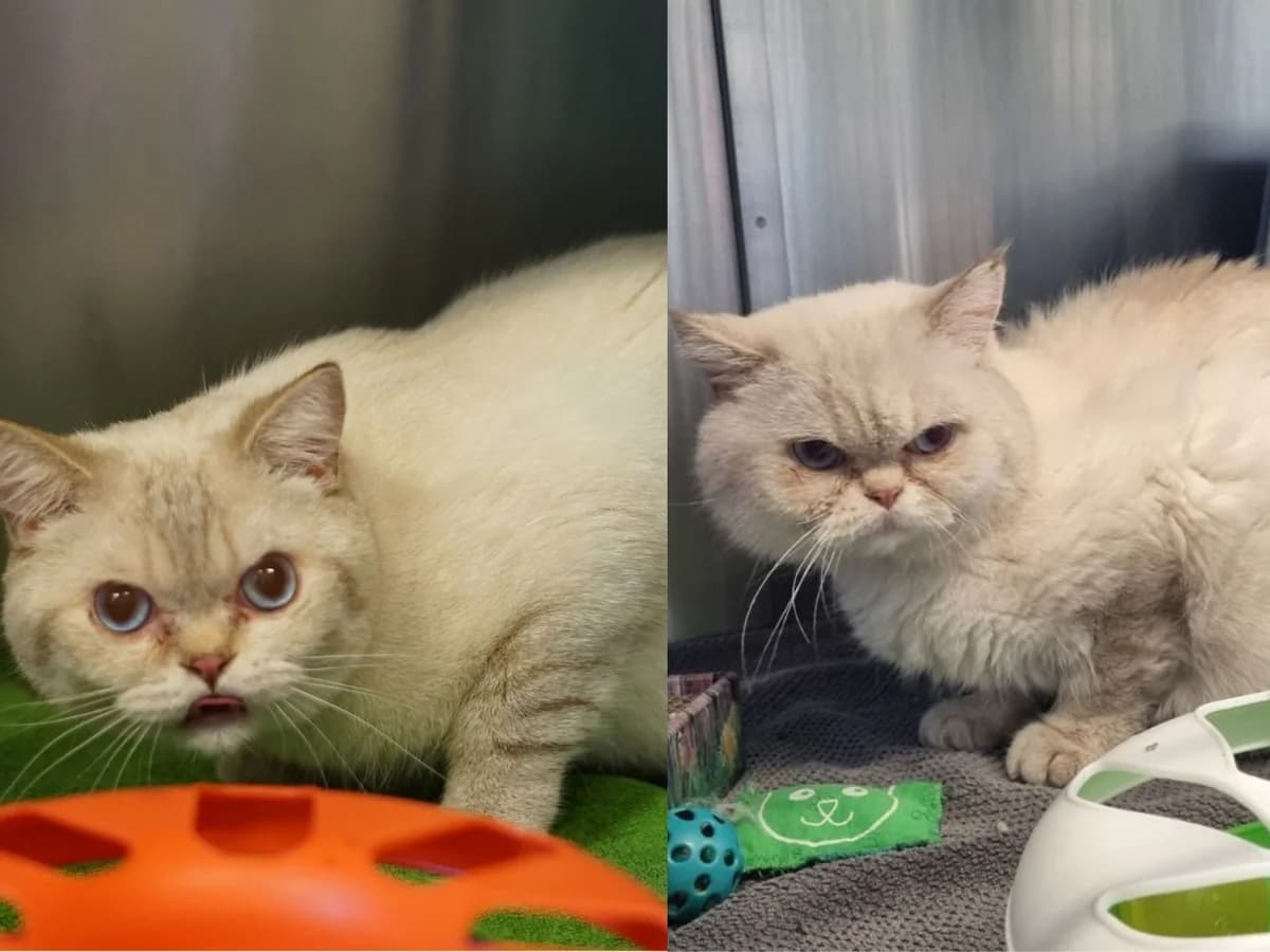 Peter & Knödel, beige-weiß male 3yo British Shorthair for adoption at Hamburger Tierschutzverein, Hamburg