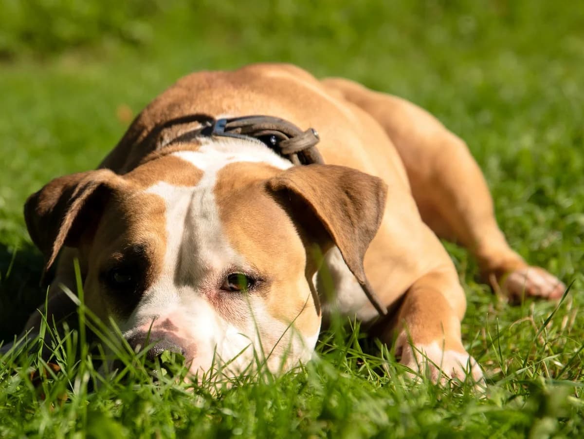 Lady, beige mit weißen Abzeichen female young Staffordshire Bull Terrier for adoption at Hamburger Tierschutzverein, Hamburg