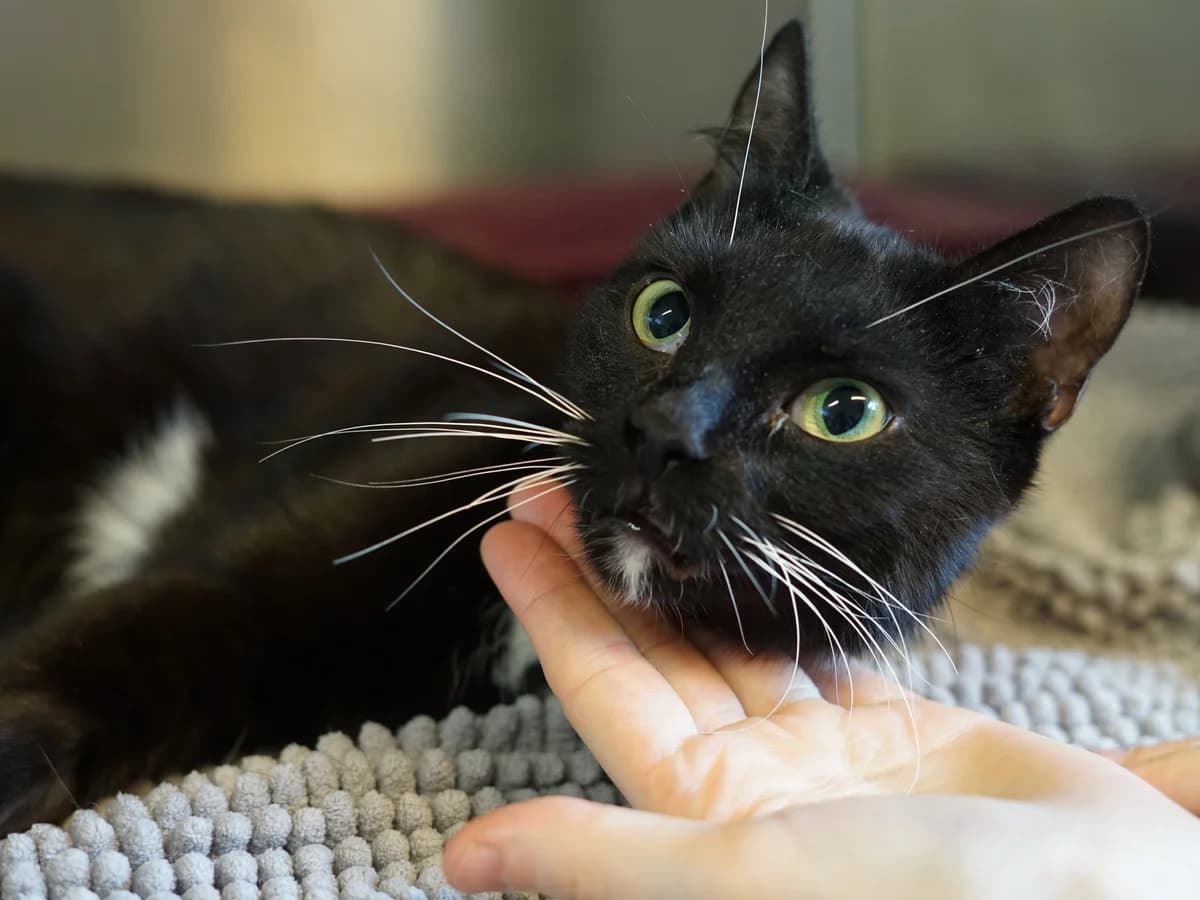 Letti, schwarz mit weißen Pfoten, Bauch, Kinn und Schwanzspitze female young mixed breed for adoption at Hamburger Tierschutzverein, Hamburg