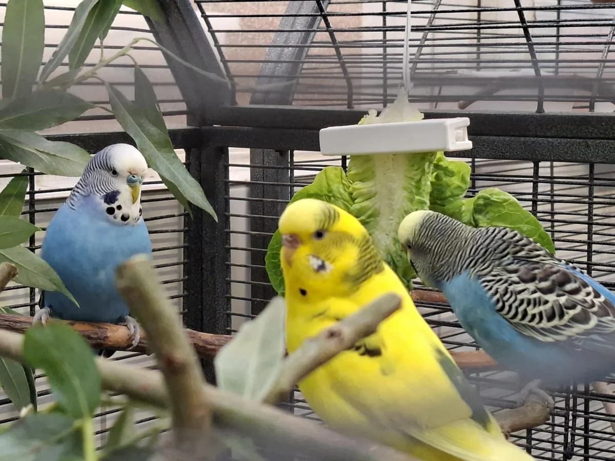 Handicap-Wellis, verschiedenAlter: adult male mixed breed for adoption at Tierheim Hamburg, Hamburg