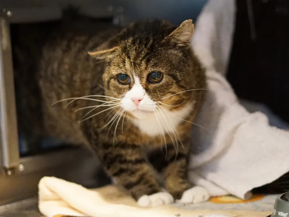 Semmel, schwarz-braun getigert mit weißen Abzeichen male senior mixed breed for adoption at Hamburger Tierschutzverein, Hamburg