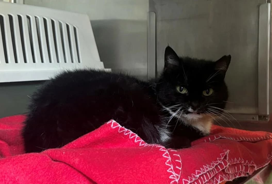 Kimba, schwarz-weiß female senior mixed breed for adoption at Hamburger Tierschutzverein, Hamburg