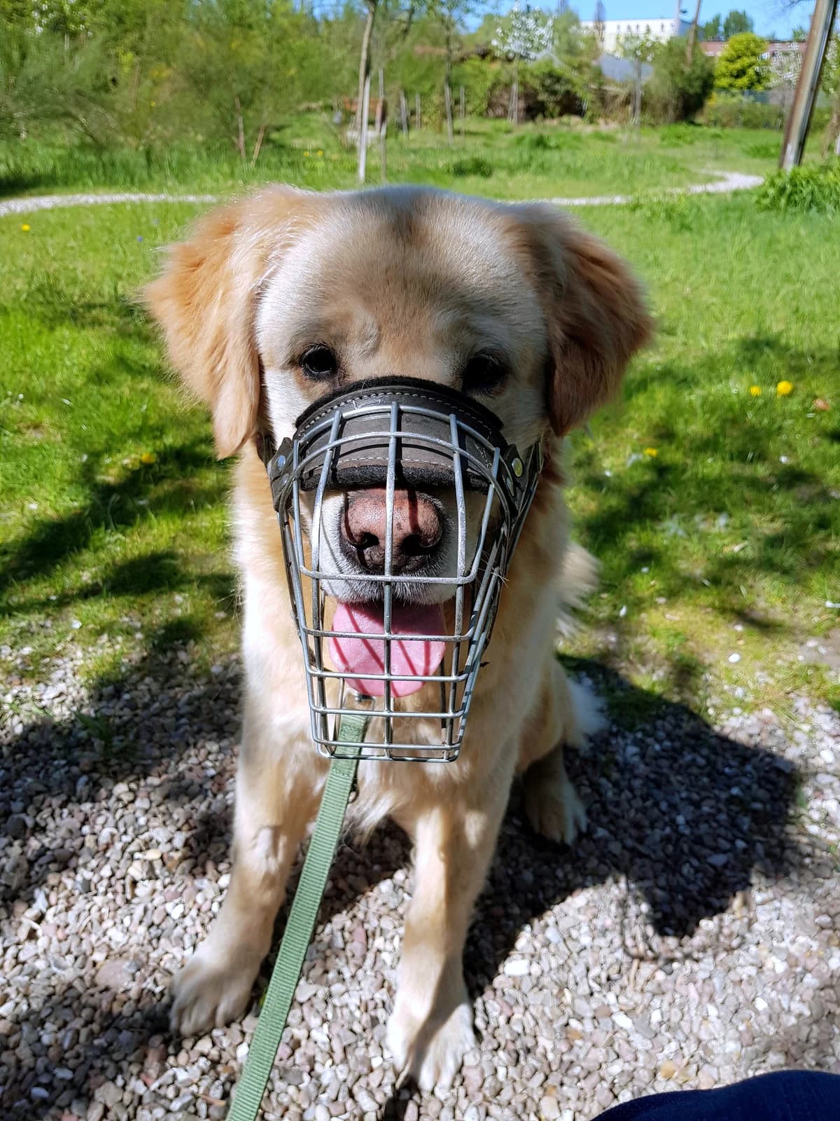 Lord, beige-blond male senior Golden Retriever for adoption at Tierheim Hamburg, Hamburg