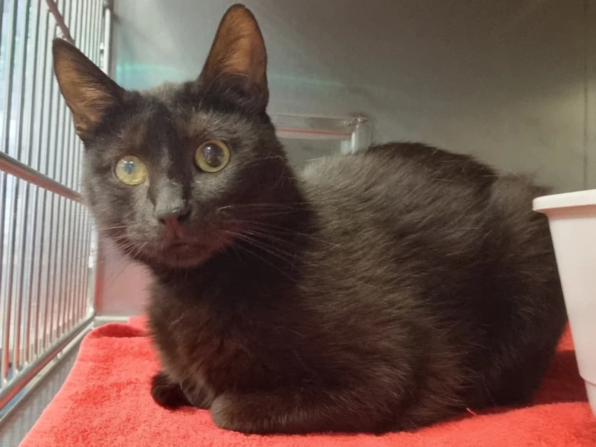 Gertrude, schwarz female senior mixed breed for adoption at Hamburger Tierschutzverein, Hamburg