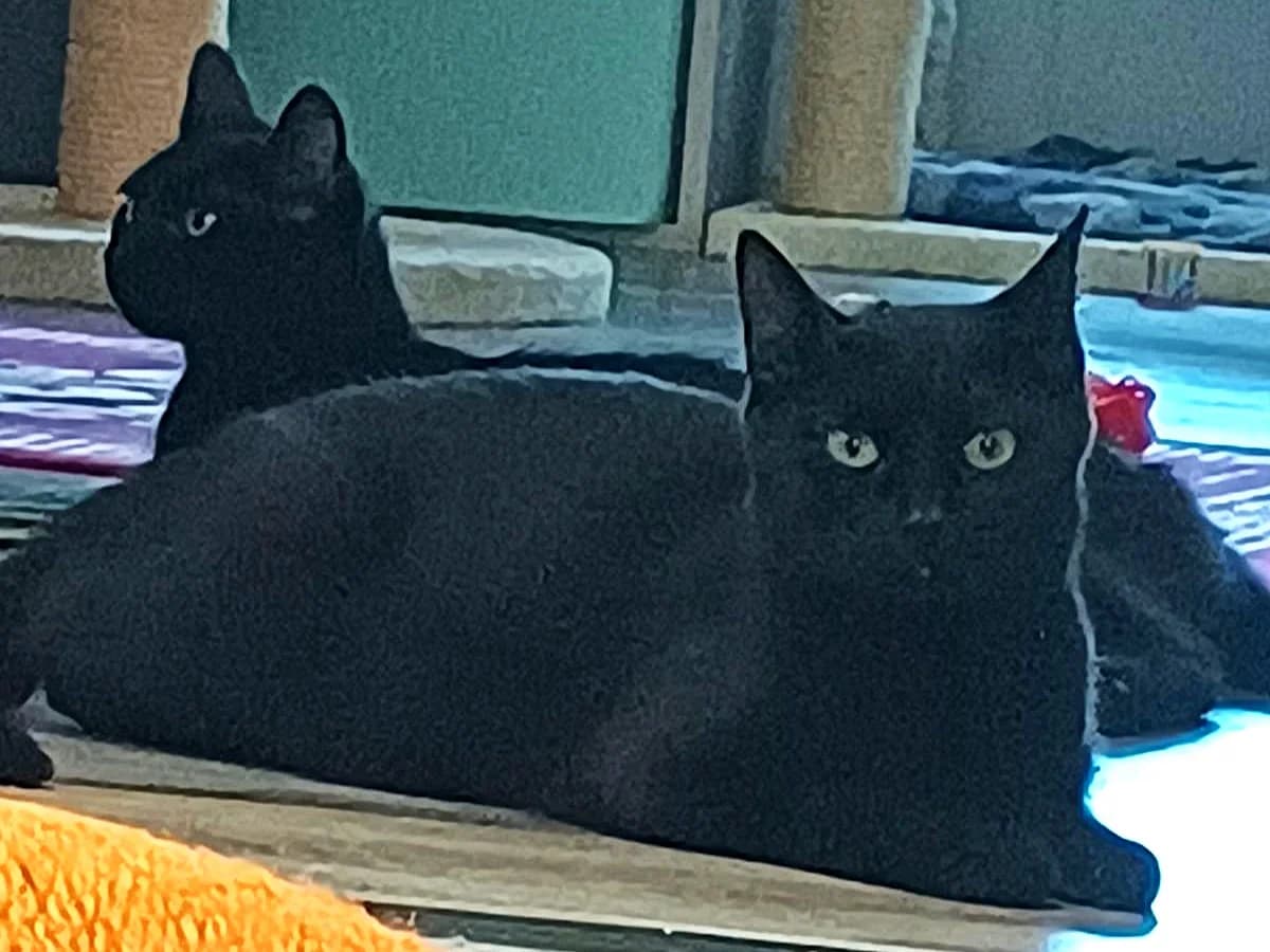 Louise und Annie, schwarz mit kleinen weißen Abzeichen female young mixed breed for adoption at Hamburger Tierschutzverein, Hamburg