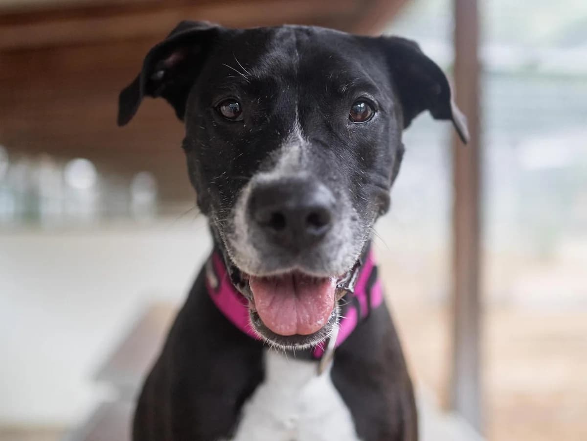 Latischa, schwarz mit weißen Abzeichen female senior American Staffordshire Terrier for adoption at Hamburger Tierschutzverein, Hamburg