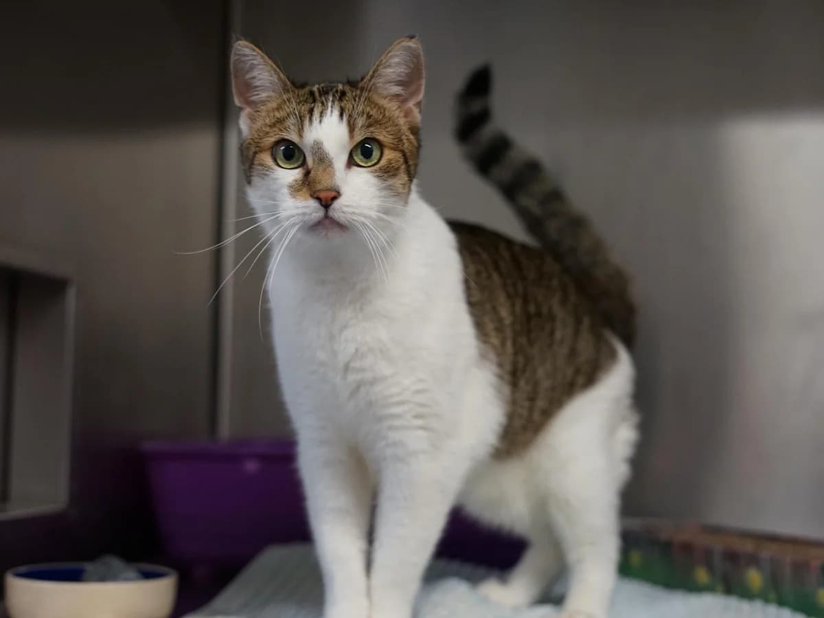 Nietzsche, braun-schwarz getigert mit weißen Abzeichen male 6yo mixed breed for adoption at Hamburger Tierschutzverein, Hamburg
