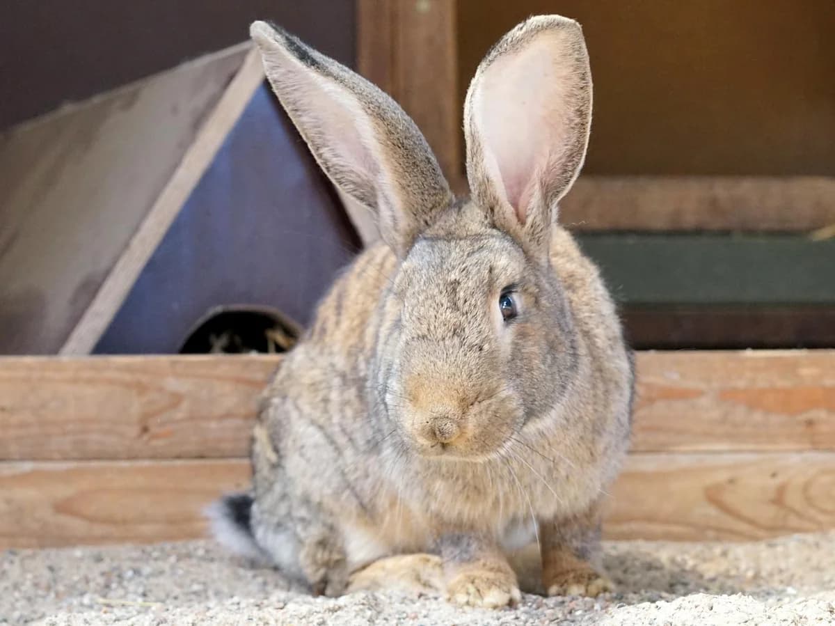 Siggi, wild male young Mixed Breed for adoption at Tierheim Hamburg, Hamburg