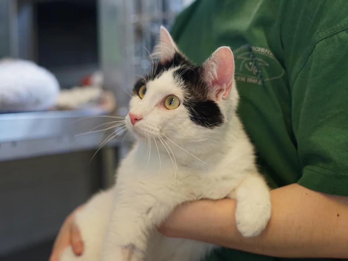 Shiver, weiß mit schwarzen Abzeichen male 3yo mixed breed for adoption at Hamburger Tierschutzverein, Hamburg