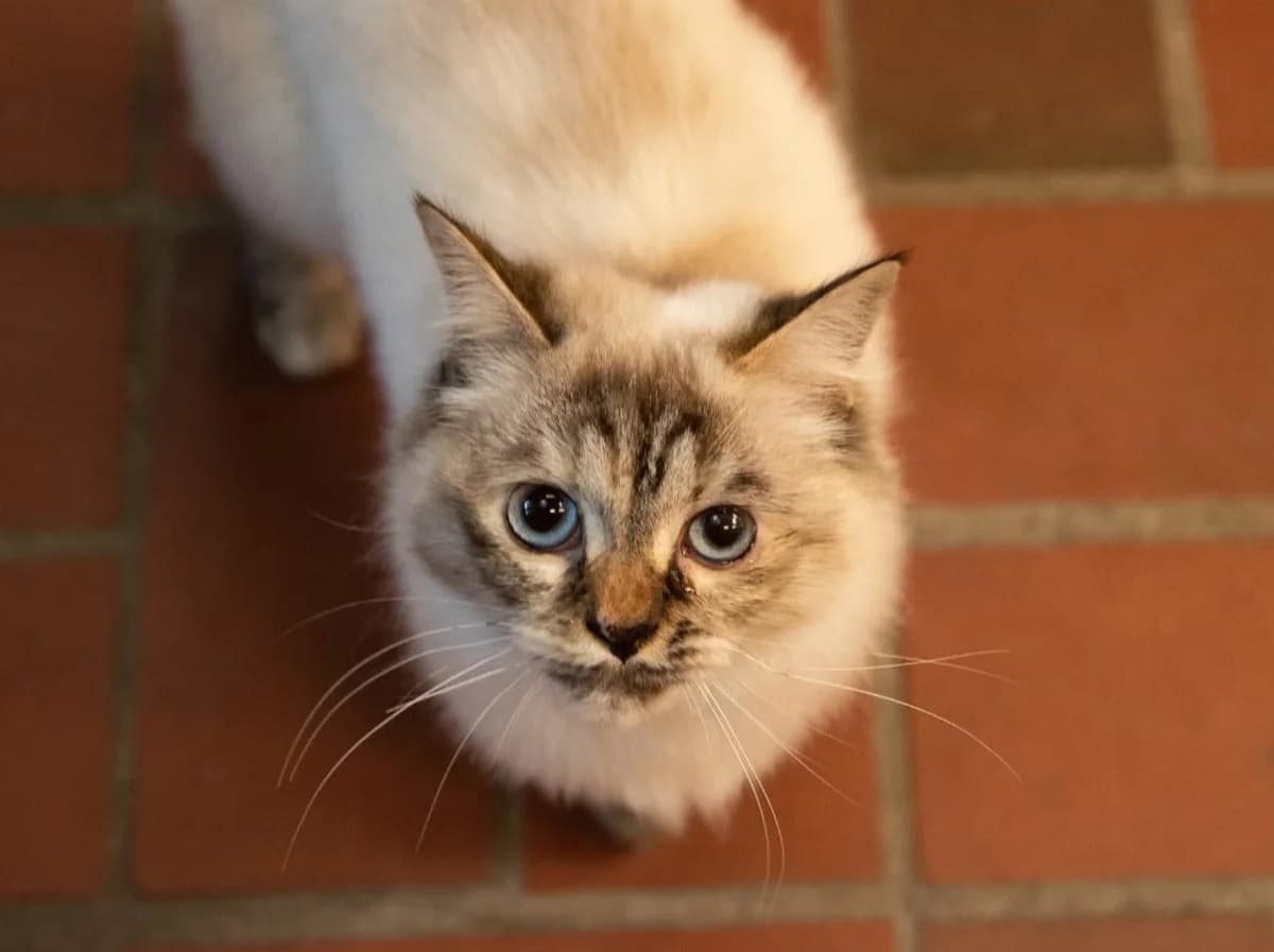 Dahlia, beige mit grau-braunen Abzeichen female 3yo Birman for adoption at Tierheim Hamburg, Hamburg
