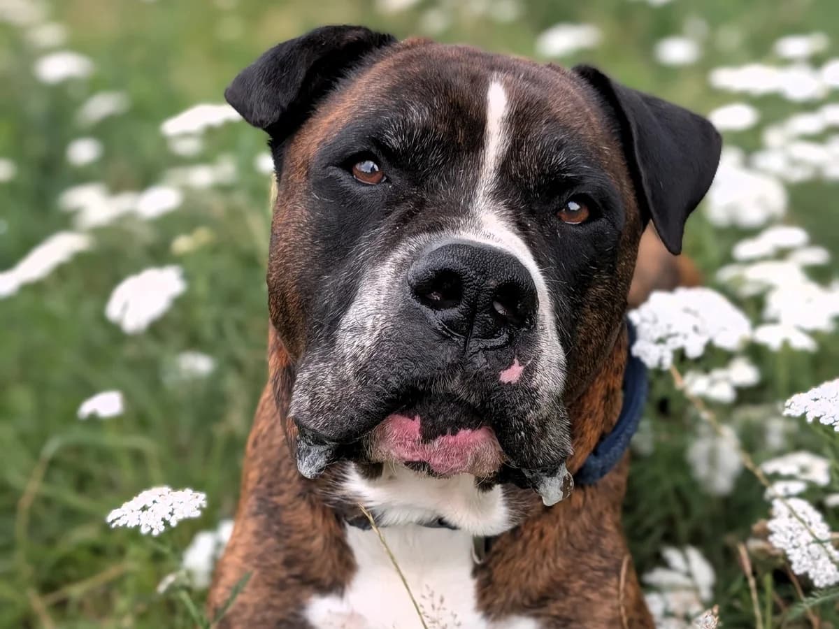 Oskar, braun-schwarz-gestromt mit weißen Abzeichen male senior English Bulldog for adoption at Hamburger Tierschutzverein, Hamburg