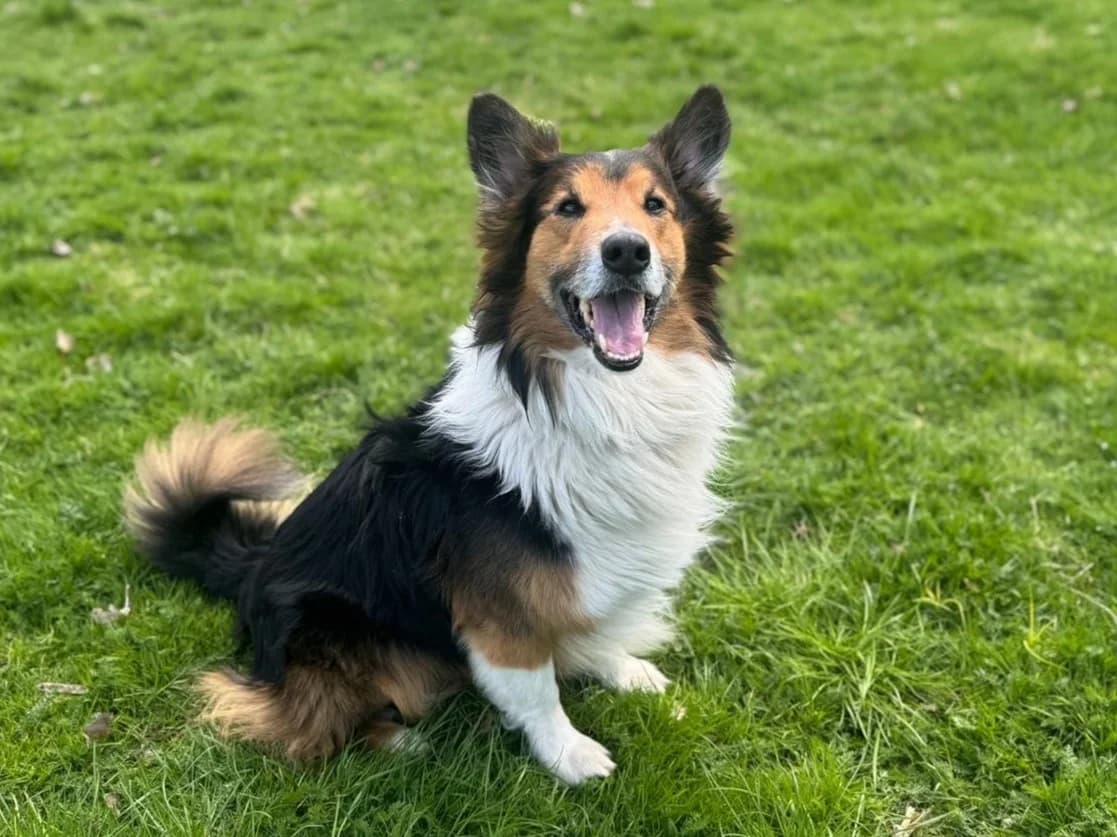 Sam, schwarz mit braun-weiß Abzeichen male senior Collie for adoption at Tierheim Hamburg, Hamburg
