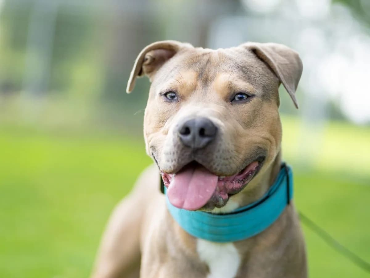 Pablo, braun mit weißen und melierten Abzeichen male 5yo Staffordshire Bull Terrier for adoption at Hamburger Tierschutzverein, Hamburg