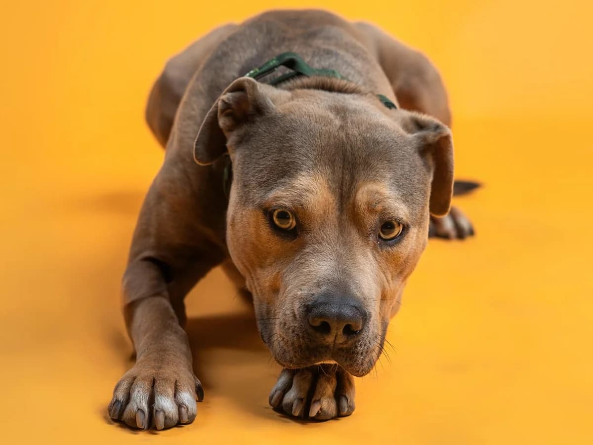 Pablo, braun mit weißen und melierten Abzeichen male 5yo Staffordshire Bull Terrier for adoption at Hamburger Tierschutzverein, Hamburg