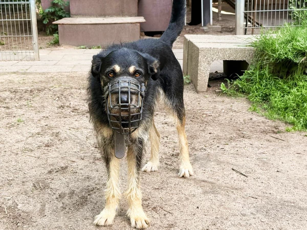Timmy, schwarz mit braunen Abzeichen male Mixed Breed for adoption at Tierheim Hamburg, Hamburg