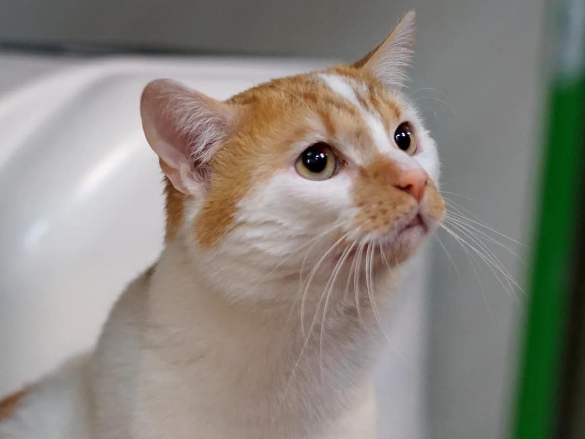 Prinz, weiß-rot-getigert male 4yo mixed breed for adoption at Hamburger Tierschutzverein, Hamburg