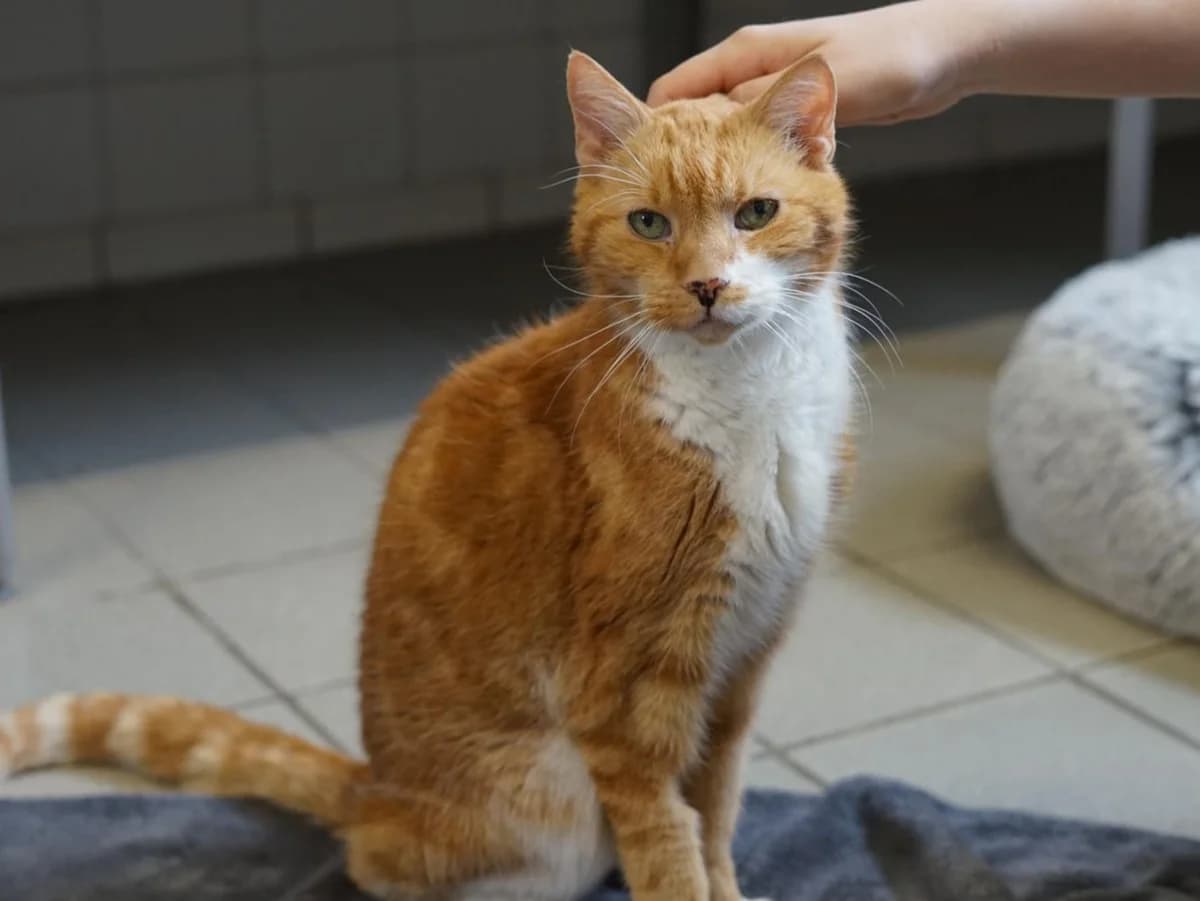 Jürgen, rot getigert mit weißen Abzeichen male senior mixed breed for adoption at Hamburger Tierschutzverein, Hamburg