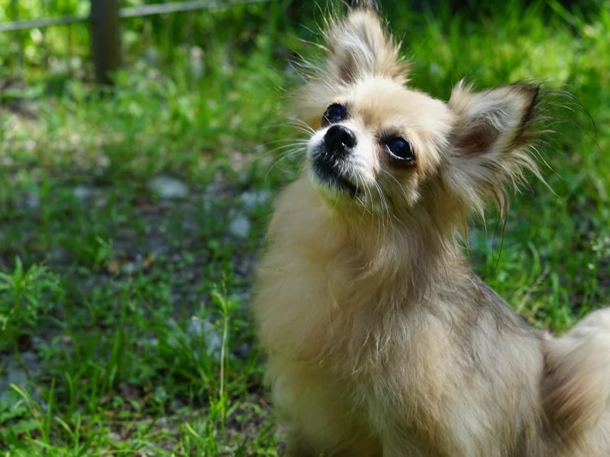 Pixie, beige mit grau/schwarzen Abzeichen female puppy Chihuahua for adoption at Tierheim Hamburg, Hamburg