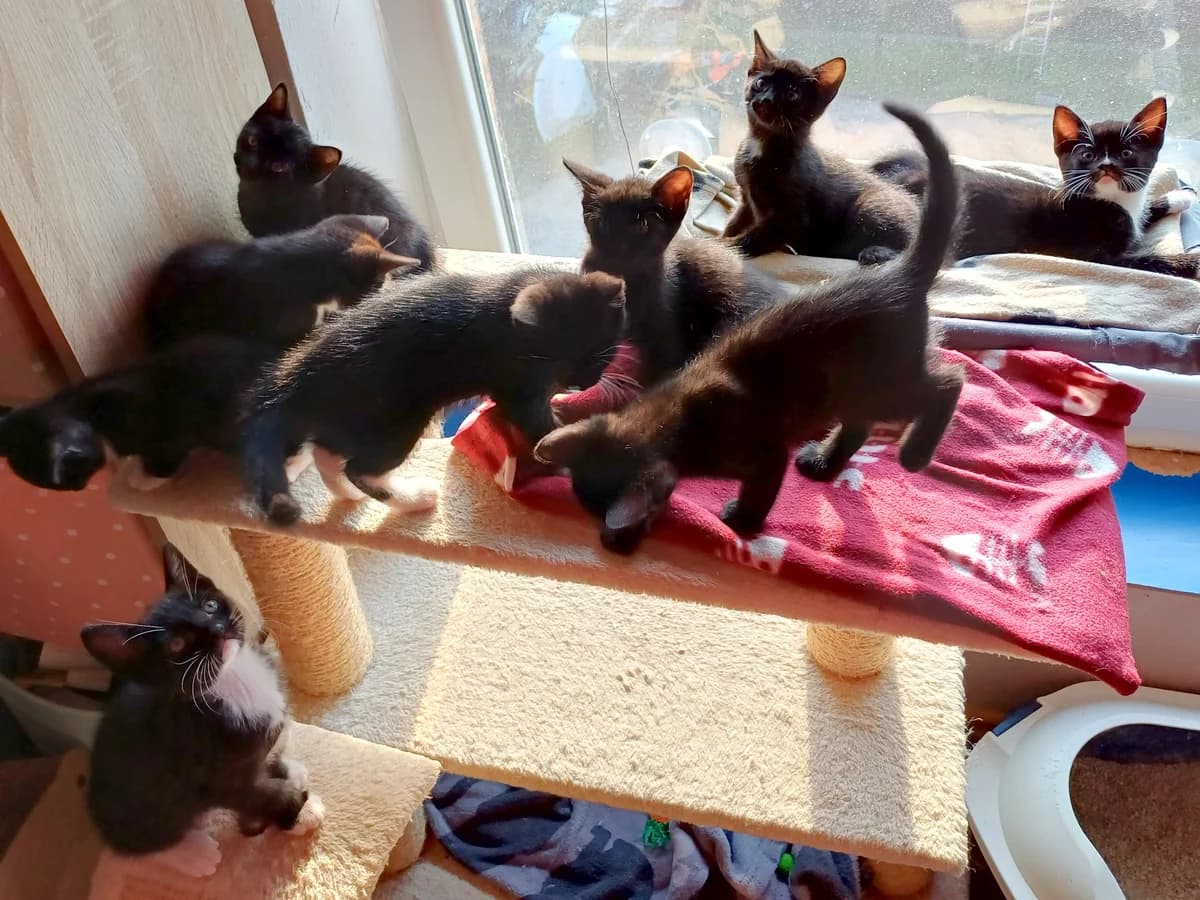 Die Blackys, schwarz, schwarz- weiß und schwarz mit weißen Abzeichen male puppy mixed breed for adoption at Hamburger Tierschutzverein, Hamburg