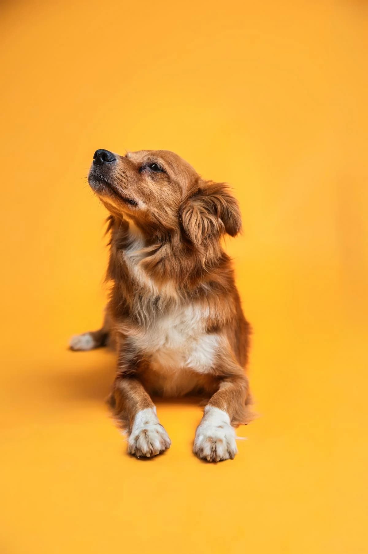 Randy, rot-braun mit weißen Abzeichen male senior Mixed Breed for adoption at Tierheim Hamburg, Hamburg