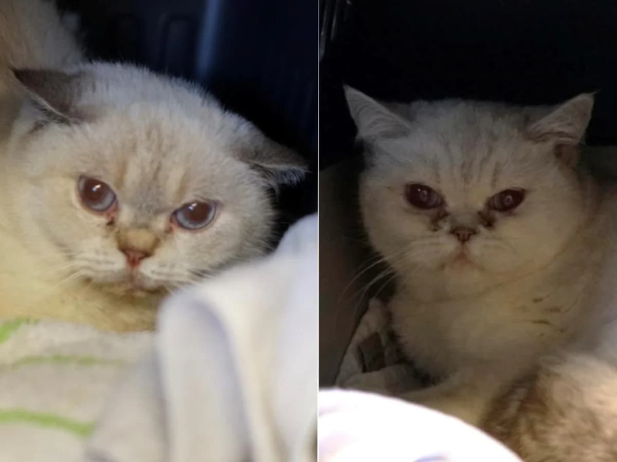 Feta & Olivia, beige mit hell grauen Ohren (Feta), beige mit grauen Abzeichen, blaue Augen (Olivia) female 7yo British Shorthair for adoption at Tierheim Hamburg, Hamburg