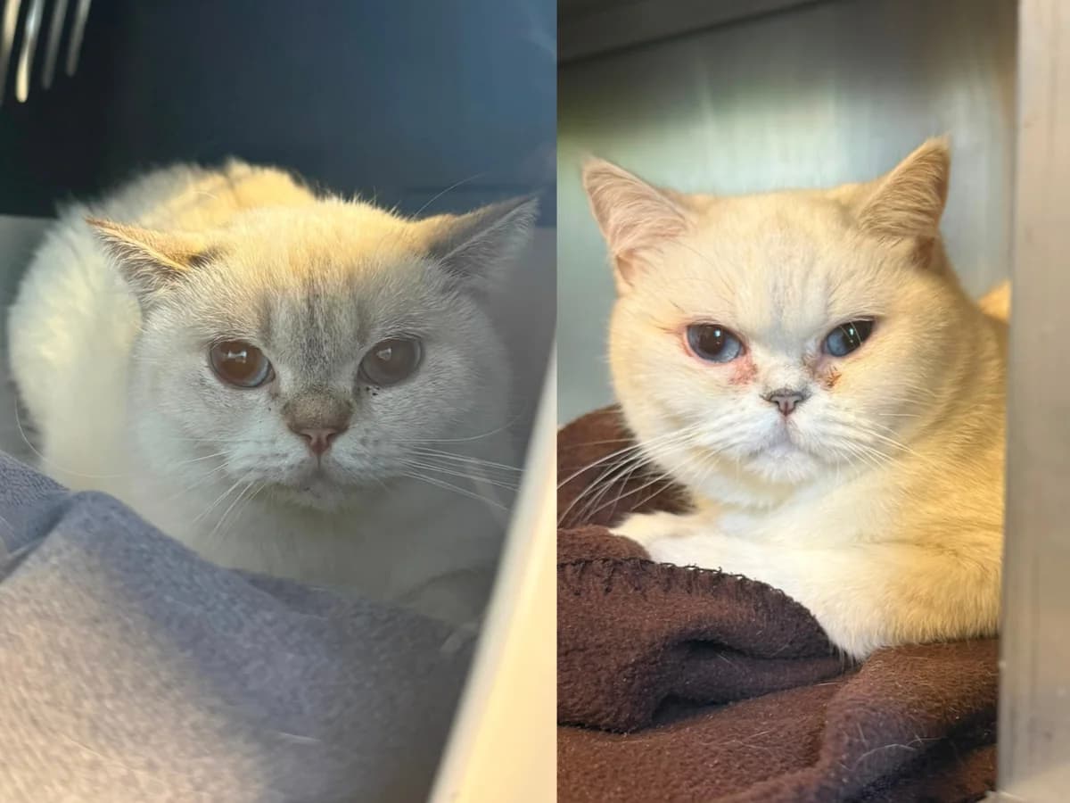 Feta & Olivia, beige mit hell grauen Ohren (Feta), beige mit grauen Abzeichen, blaue Augen (Olivia) female 7yo British Shorthair for adoption at Tierheim Hamburg, Hamburg