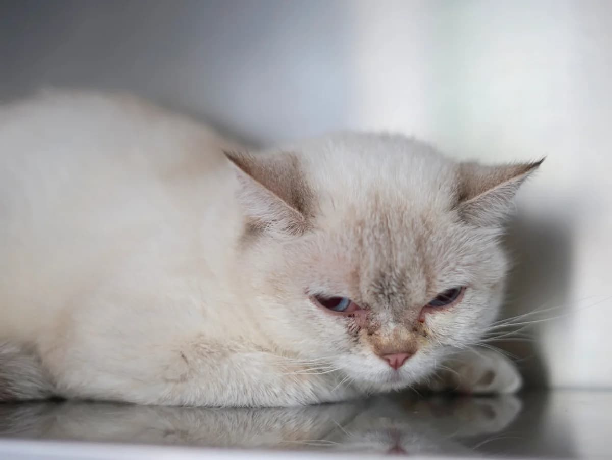 Paprika, beige female senior British Shorthair for adoption at Hamburger Tierschutzverein, Hamburg
