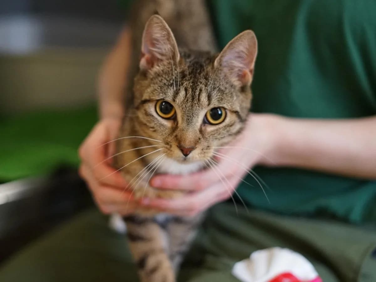 Mila, grau-schwarz getigert mit weißen Pfoten female young mixed breed for adoption at Hamburger Tierschutzverein, Hamburg