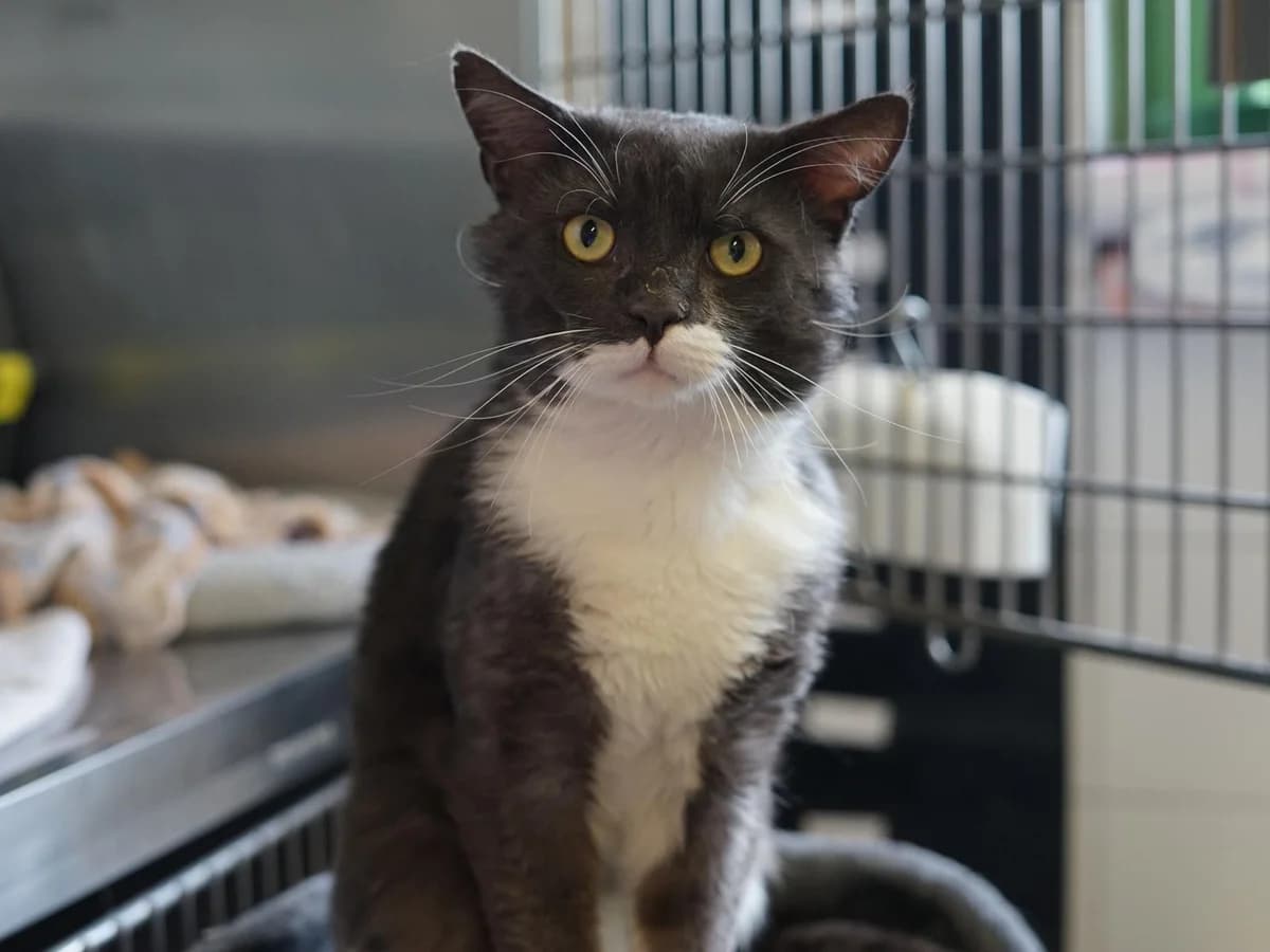 Herzibert, grau mit weißen Abzeichen male 5yo mixed breed for adoption at Hamburger Tierschutzverein, Hamburg