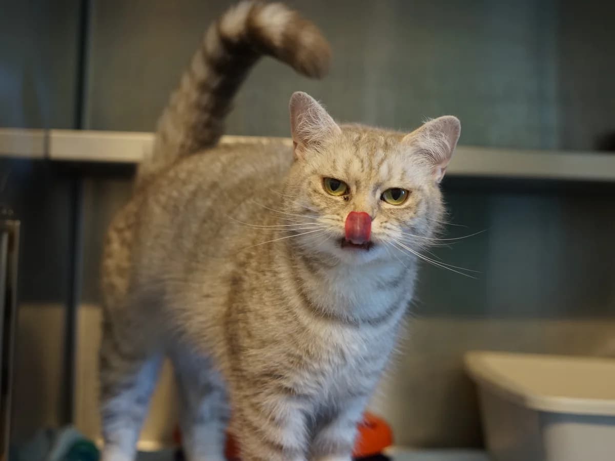 Pina, weiß-grau getigert female 3yo British Shorthair for adoption at Hamburger Tierschutzverein, Hamburg
