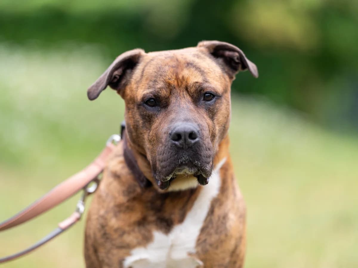 Gruffy, braun-schwarz gestromt mit weißen Abzeichen male 5yo Mixed Breed for adoption at Hamburger Tierschutzverein, Hamburg
