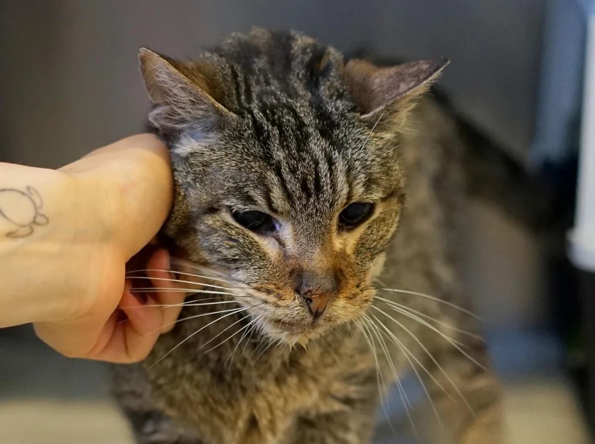 Paulchen-Günther, braun-schwarz-getigert male senior mixed breed for adoption at Hamburger Tierschutzverein, Hamburg