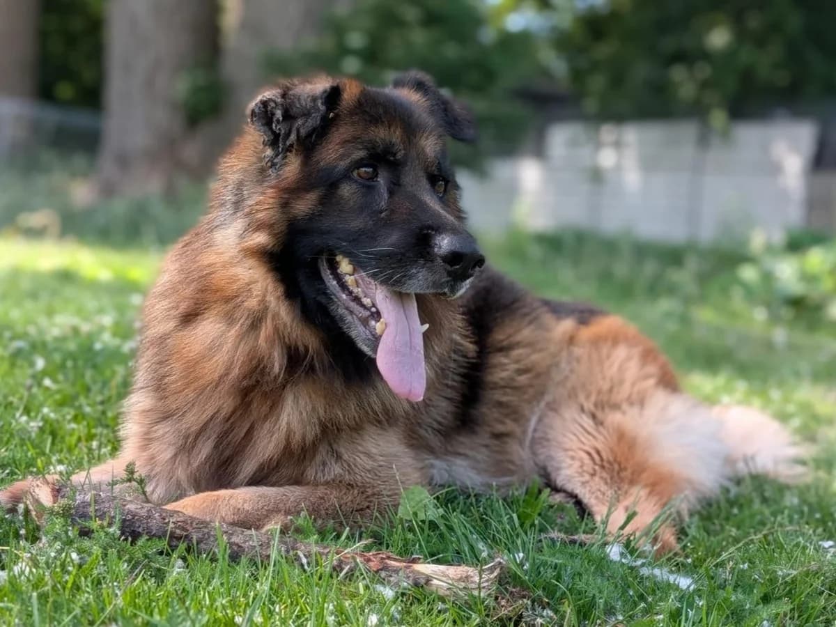 Taiga, braun mit schwarz male senior Mixed Breed for adoption at Hamburger Tierschutzverein, Hamburg