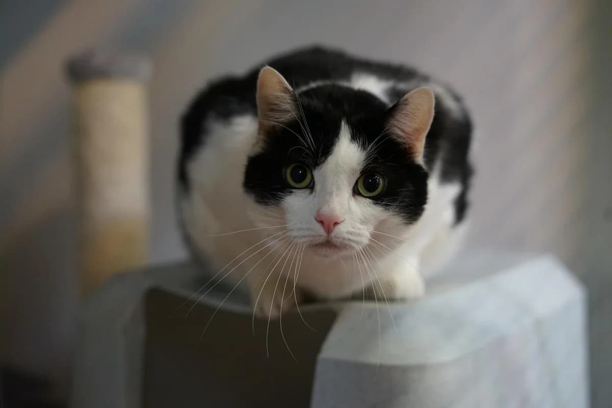 Manni, weiß mit schwarzen Abzeichen male senior mixed breed for adoption at Hamburger Tierschutzverein, Hamburg